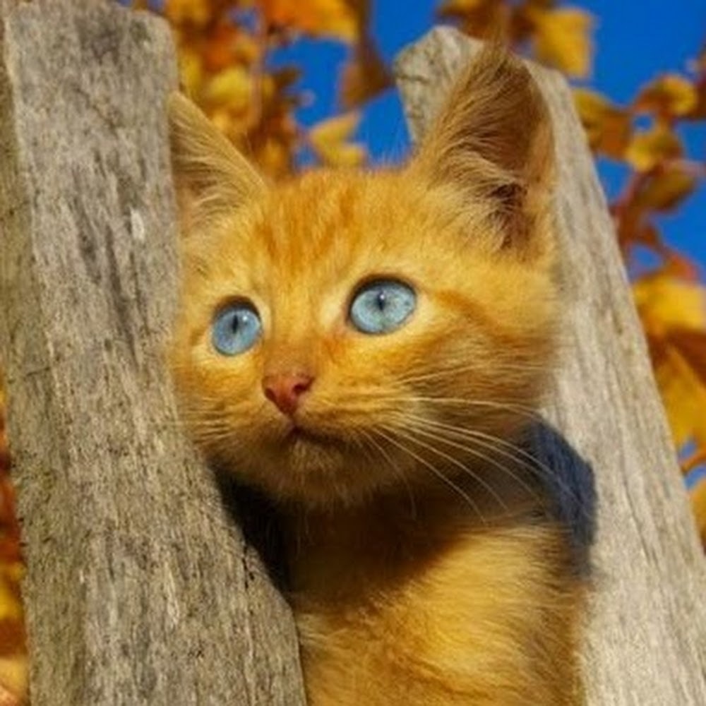 Meet your Posher, Gato